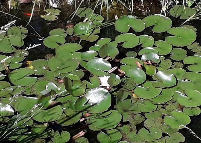 Borostyan Haz * Felsoors